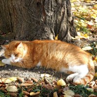 Рыженький :: Татьяна Тюменка