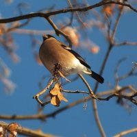 Снегирь :: Зоя Мишина