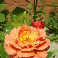 Роза :: Freddy 97