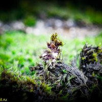 ЕЩЕ ЛИШАЙНИКИ :: HART BAD