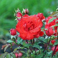 они на радость нам даны :: Олег Лукьянов