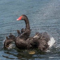 Лебедь чёрный. :: Nik Lovec