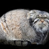 манул :: Михаил Бибичков