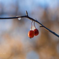 Дикие яблочки :: Александр Синдерёв