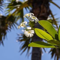 Тай :: Андрей Щукин