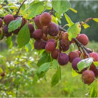 Щедрый август :: Валентин Котляров Щедрый август :: Валентин Котляров