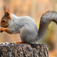 Сяду на пенёк, съем семечек кулёк :: Игорь Протасов Сяду на пенёк, съем семечек кулёк :: Игорь Протасов