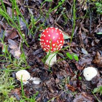 Было лето. :: Ирина ***