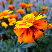 Листья поблекнуть ещё не успели, желты и свежи лежат, как ковёр :: Hope 