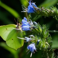 опять про бабочек...96 :: Александр Прокудин опять про бабочек...96 :: Александр Прокудин