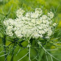 *** :: Виктор Иванович Чернюк