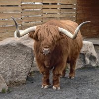 Бычок Гаврюша :: <<< Наташа >>>