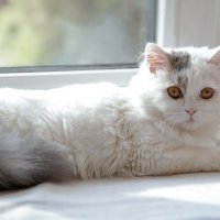 Хайленд-страйт :: Светлана Ищенко