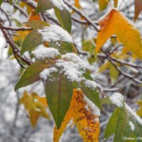 ... :: Светлана Ищенко ... :: Светлана Ищенко