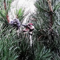 Дятел на кедре :: Людмила Смородинская