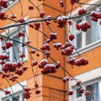 Рябина у дома моего :: Валерий Иванович