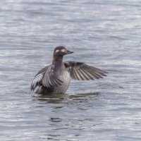 турпан. :: юрий макаров