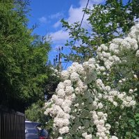 белоснежный май :: Елена Шаламова белоснежный май :: Елена Шаламова