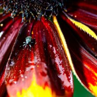 долгоносик :: Олег Загорулько