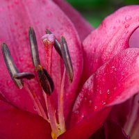 Лилии :: Олег Загорулько