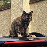 Красавчик. :: Валерия Комова