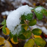 Первый снег на листве :: Александр Синдерёв