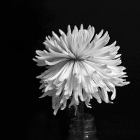 Хризантема-одуванчик :: Светлана 