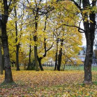 Ноябрьские зарисовки :: Рита Симонова