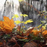 Ноябрьские зарисовки :: Рита Симонова