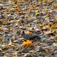 "На ковре из жёлтых листьев танцевала Осень вальс Бостон" :: AleksSPb Лесниченко