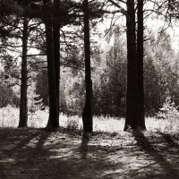 Фотография :: Денис Безногов