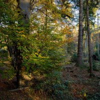 В лесу... :: Николай Гирш В лесу... :: Николай Гирш