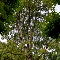 МИХАЙЛОВСКОЕ. :: Виктор Осипчук