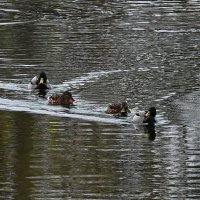 Плыли утки по озеру... :: Николай Саржанов