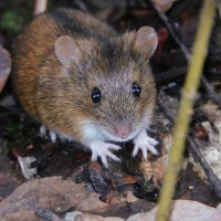 Полевая мышь :: Лина 