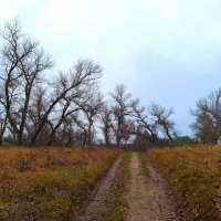 Ноябрьский пейзаж :: Наталья 