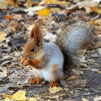 *** :: Игорь Протасов