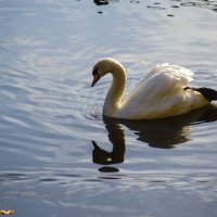 Лебедь :: Андрей Сосновский