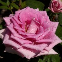 Утренняя свежесть! :: Нина Андронова