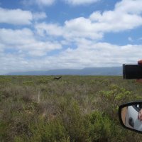 Антилопа бонтебок в Национальном парке Бонтебок, Южная Африка. :: unix (Илья Утропов)