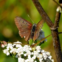 опять про бабочек...102 :: Александр Прокудин опять про бабочек...102 :: Александр Прокудин