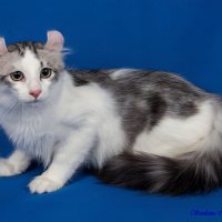 Американский кёрл :: Светлана Ищенко