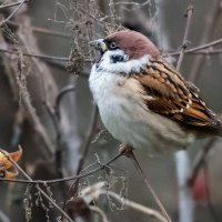 *** :: Владимир Безбородов