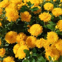 Желтые хризантемы :: Любовь Сахарова