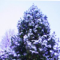 Украсил снег кедр :: Людмила Смородинская