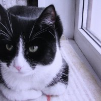 Отдых на окошке :: Людмила Смородинская Отдых на окошке :: Людмила Смородинская