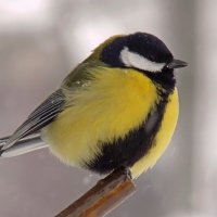 Синица :: Valentina K