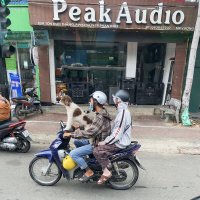 Рекс, ты забыл надеть шлем! :: Людмила Гулина