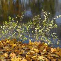 Ноябрьский этюд :: Рита Симонова Ноябрьский этюд :: Рита Симонова