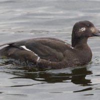 турпан. :: юрий макаров